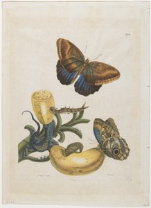 Bananas and Blue Lizard, 1705-71 (gravura à mão colorida e gravação)